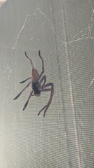 Isopeda canberrana