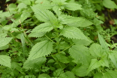 Urtica kioviensis