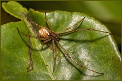 Latrodectus geometricus