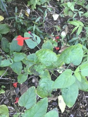 Salvia coccinea