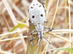 Ericydeus modestus