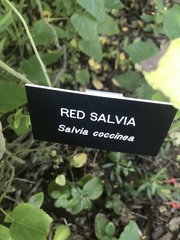 Salvia coccinea