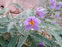 Solanum elaeagnifolium image