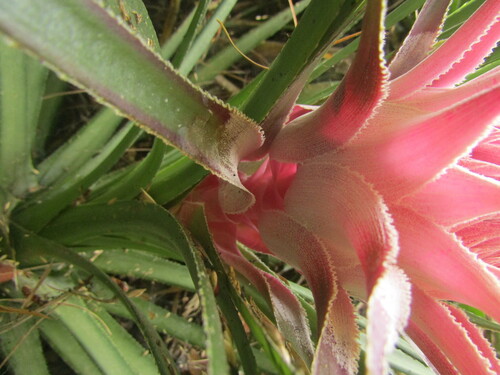 Image of Ochagavia carnea by (c) Bruno Avilez, some rights reserved (CC BY)