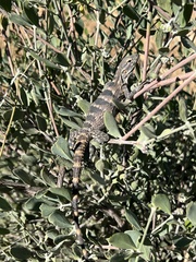 Ctenosaura hemilopha