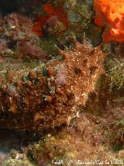Holothuria tubulosa image