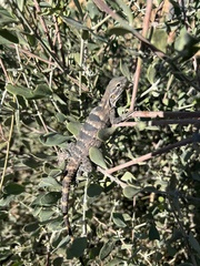 Ctenosaura hemilopha