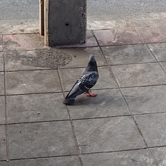 Columba livia domestica