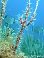 Sarcodictyon catenatum