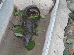 Crocodylus rhombifer