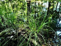 Carex tuckermanii