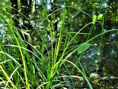 Carex tuckermanii