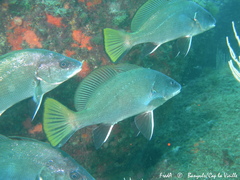 Sciaena umbra