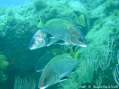 Sciaena umbra