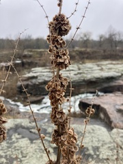 Rumex patientia