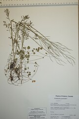 Cardamine polemonioides