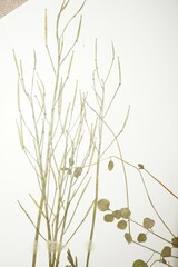 Cardamine polemonioides