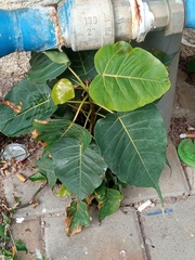 Ficus religiosa