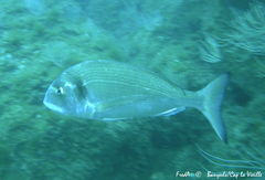 Sparus auratus