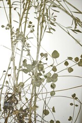 Cardamine polemonioides