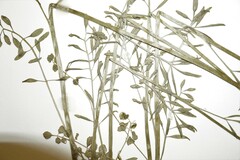 Cardamine polemonioides