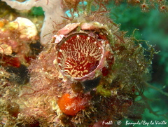 Thylacodes arenarius