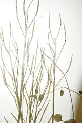 Cardamine polemonioides