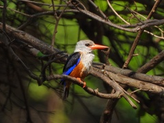 Halcyon leucocephala