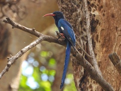 Phoeniculus purpureus