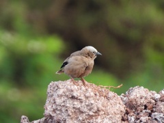 Pseudonigrita arnaudi