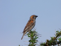 Passer rufocinctus
