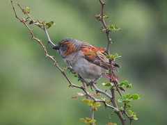 Passer rufocinctus