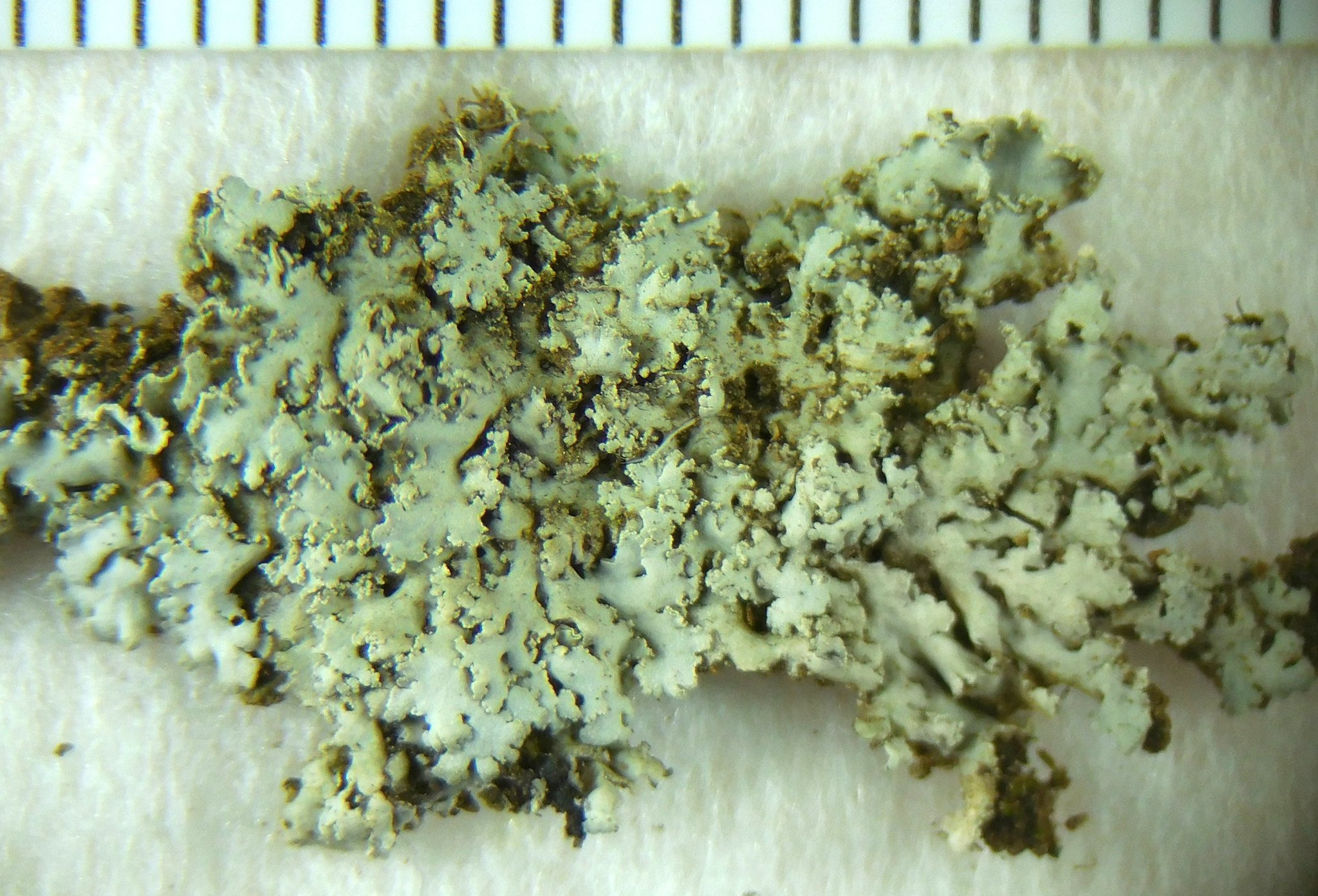Physcia millegrana image
