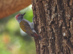Chloropicus spodocephalus