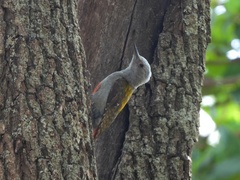 Chloropicus spodocephalus