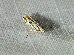 Melanocinclis lineigera