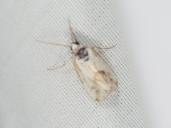 Ponometia libedis