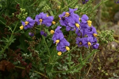 Solanum pinnatum