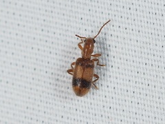 Cymatodera puncticollis