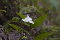 Sobralia virginalis