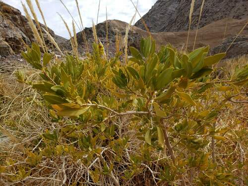 Image of Escallonia Angustifolia (Escallonia angustifolia) by (c) Cesar Ormazabal, some rights reserved (CC BY)