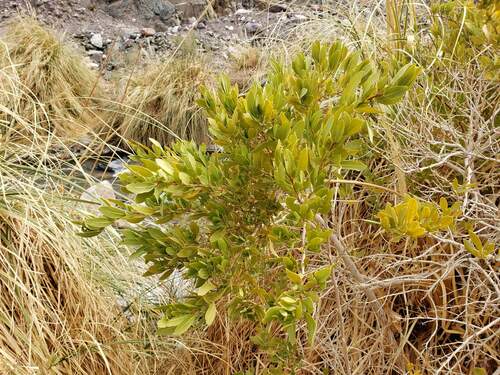 Image of Escallonia Angustifolia (Escallonia angustifolia) by (c) Cesar Ormazabal, some rights reserved (CC BY)