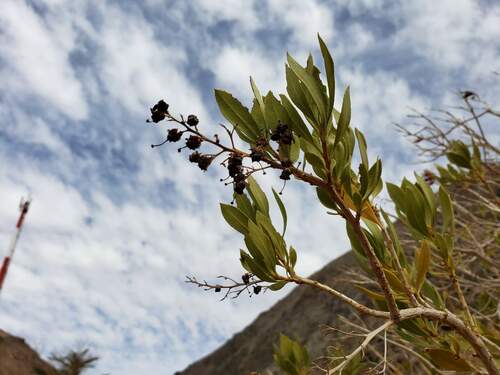 Image of Escallonia Angustifolia (Escallonia angustifolia) by (c) Cesar Ormazabal, some rights reserved (CC BY)