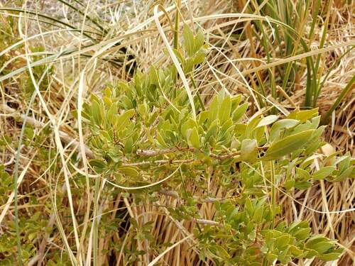 Image of Escallonia Angustifolia (Escallonia angustifolia) by (c) Cesar Ormazabal, some rights reserved (CC BY)