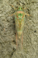 Amphipsalta zelandica