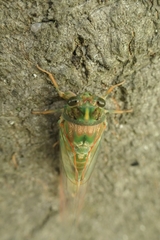 Amphipsalta zelandica