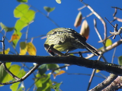 Xiphidiopicus percussus