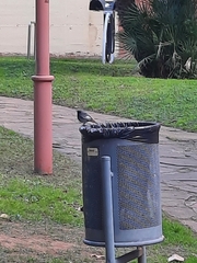 Phoenicurus ochruros