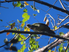 Xiphidiopicus percussus