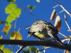 Xiphidiopicus percussus